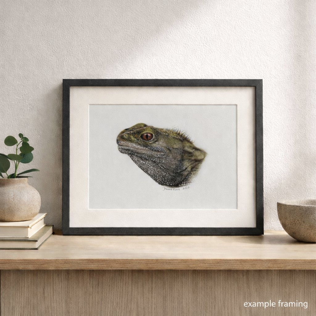 tuatara coloured pencil drawing in black frame