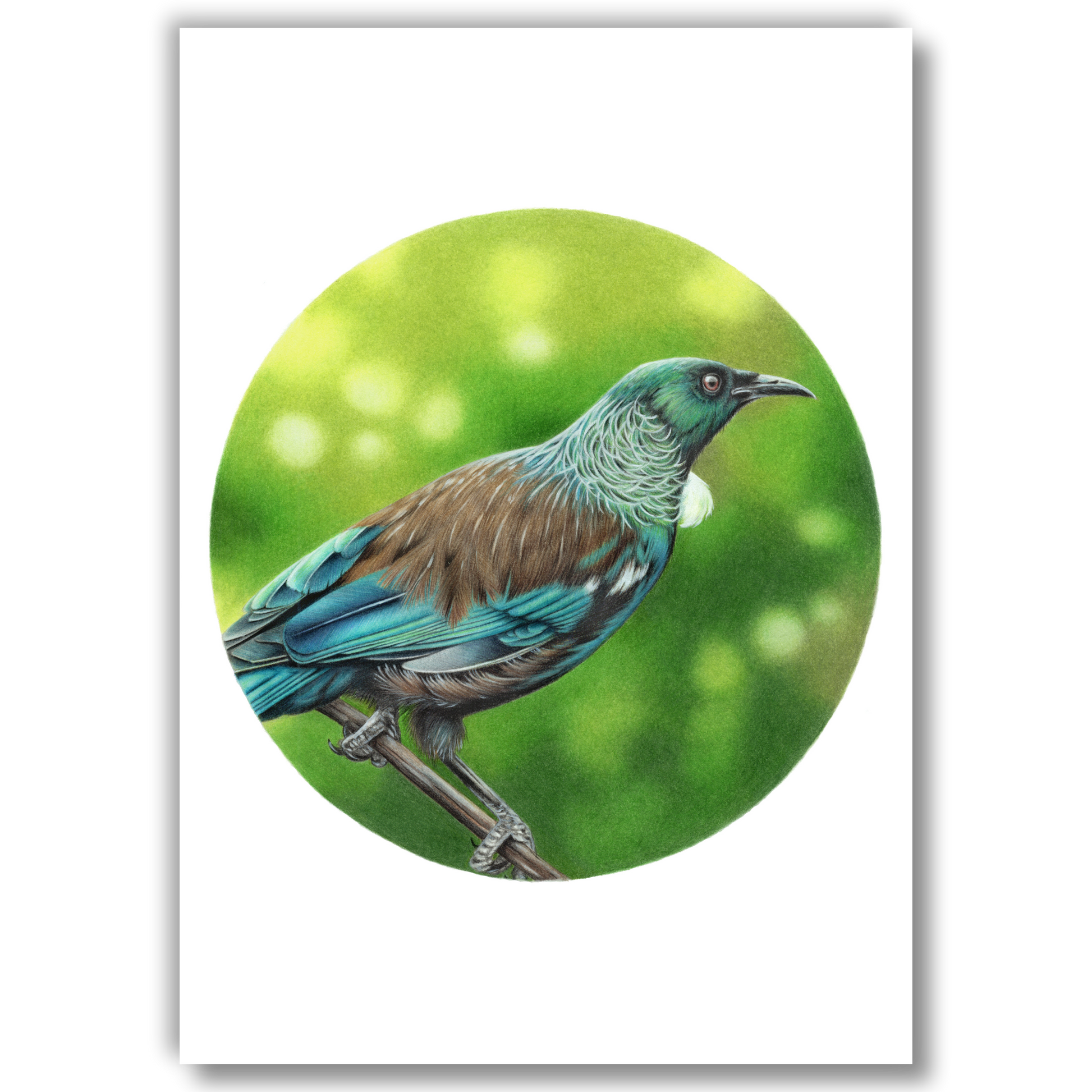 Open edition fine art print of a tūī, reproduced from an original coloured pencil drawing.