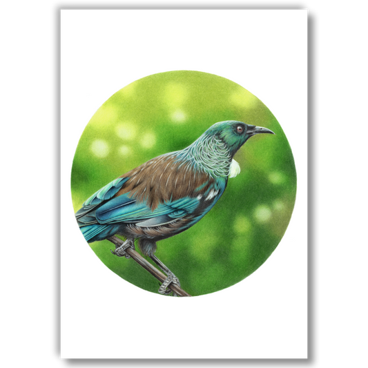 Open edition fine art print of a tūī, reproduced from an original coloured pencil drawing.