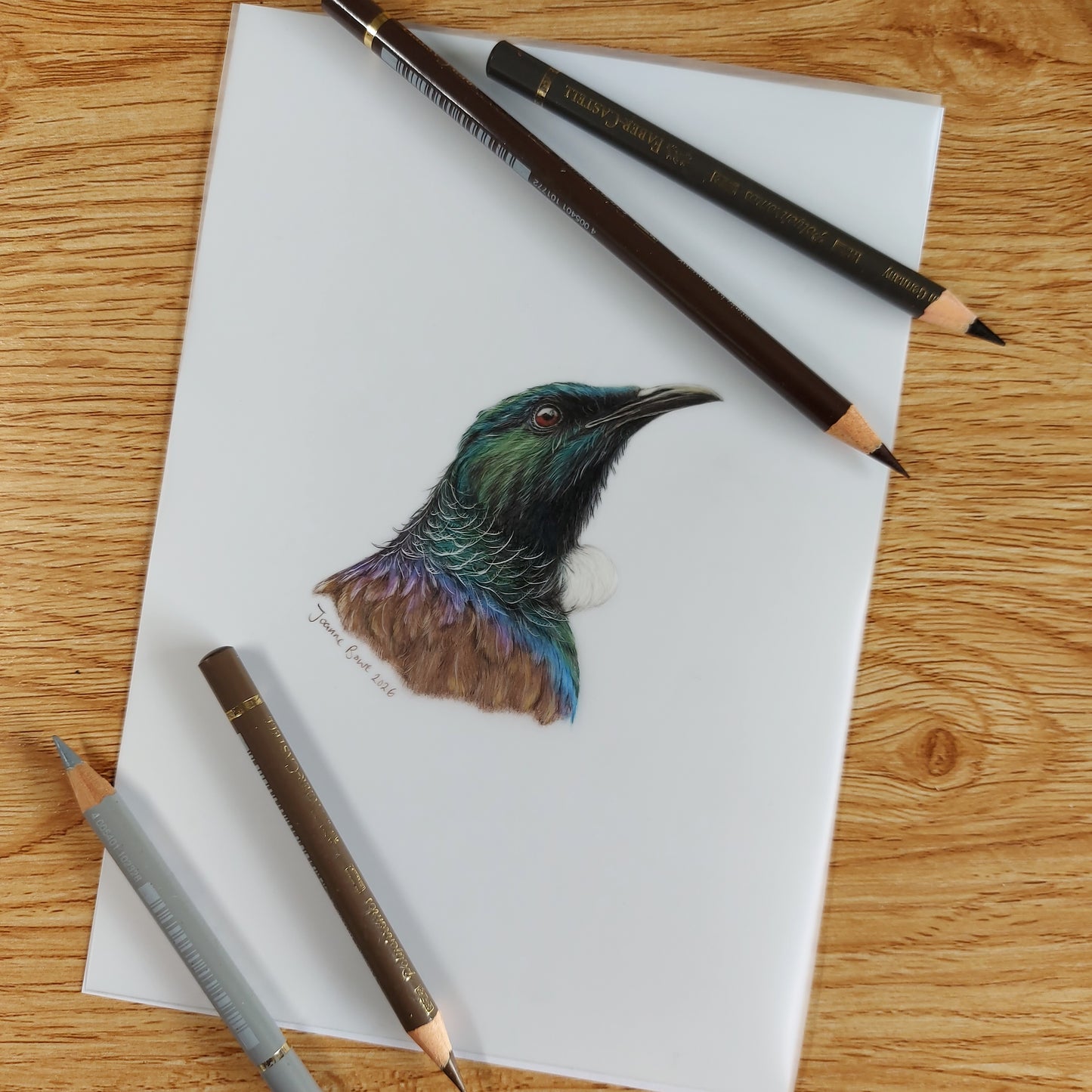 Original A5 tui bird drawing on paper shown with coloured pencils