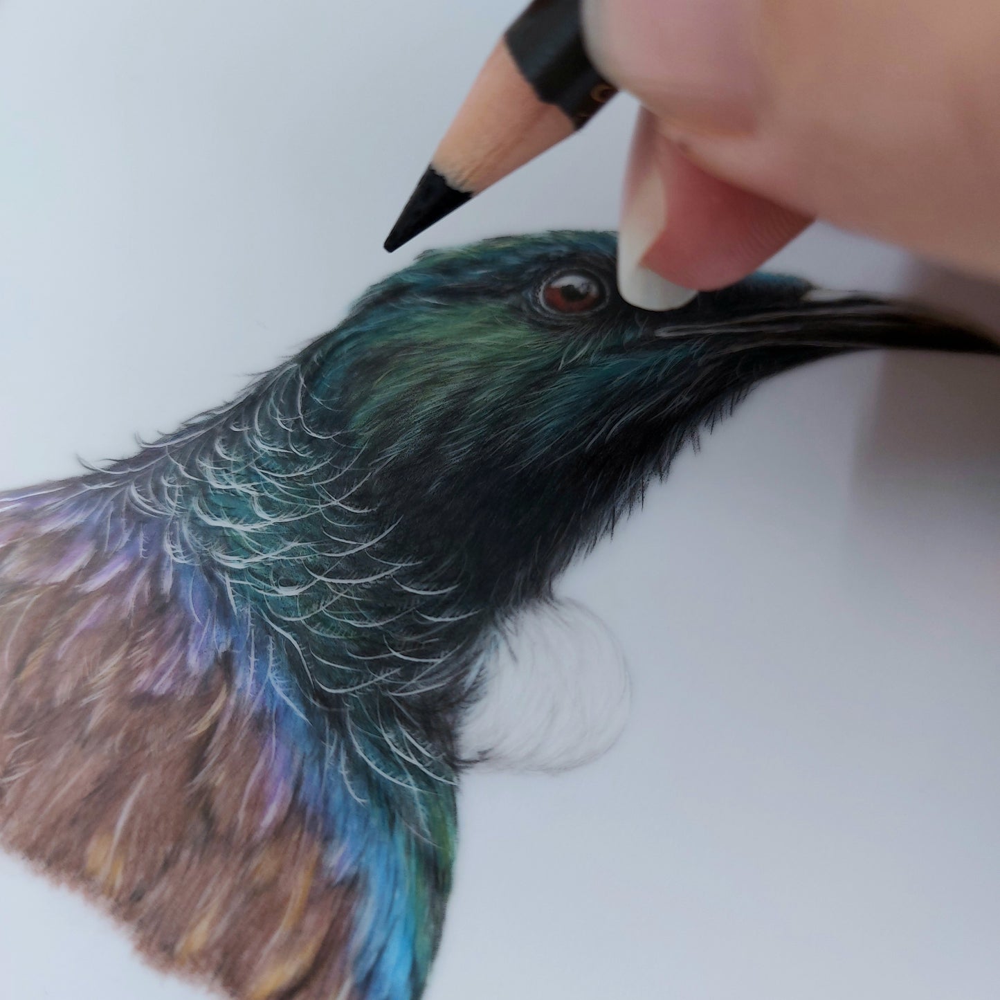 Close up detail of tui bird pencil drawing showing feather texture