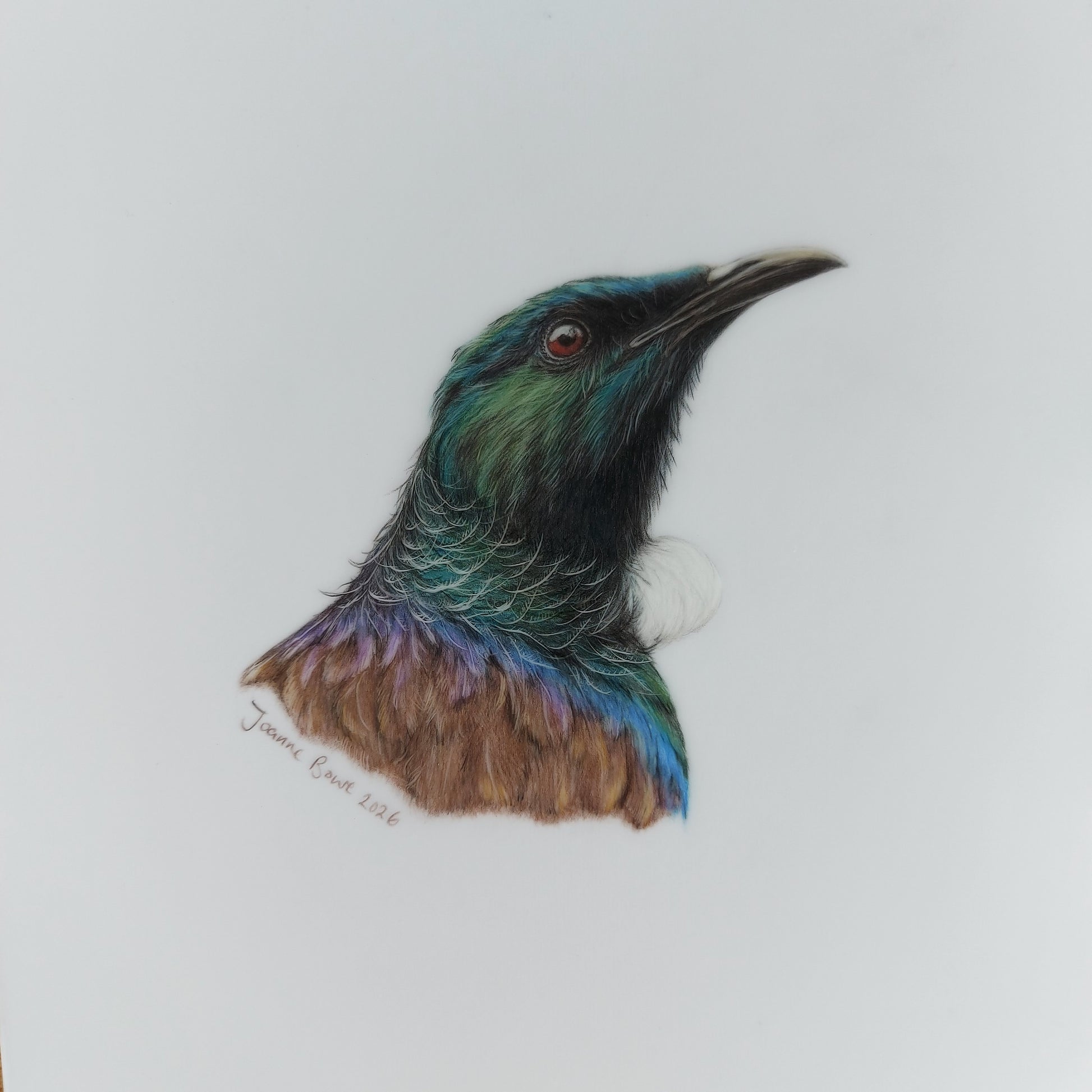 Original A5 drawing of a New Zealand tui bird