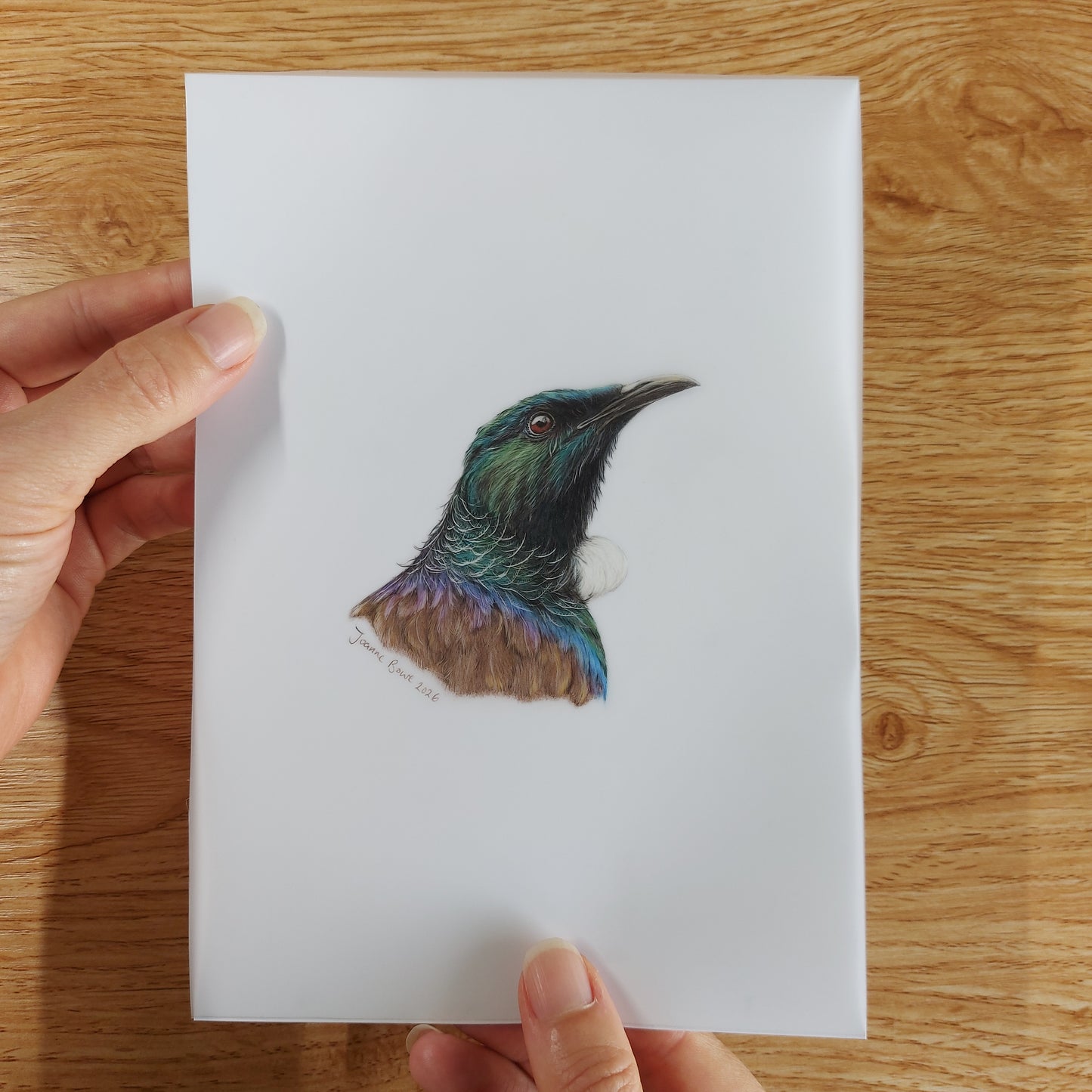 Small A5 drawing of a tui  held in hands to show artwork size