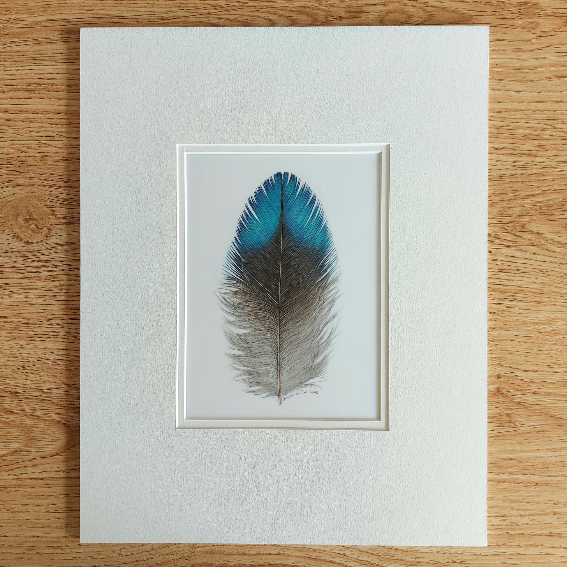 tui feather colour pencil drawing