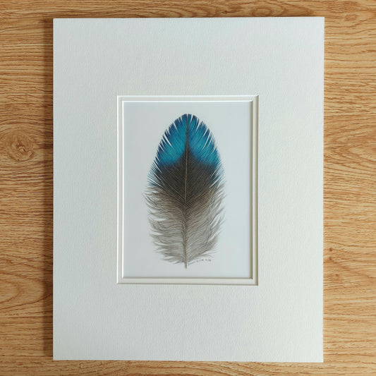 tui feather colour pencil drawing