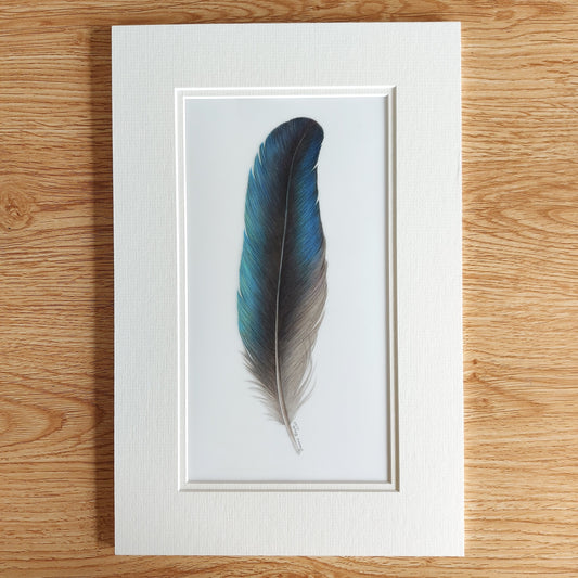 tui feather drawing