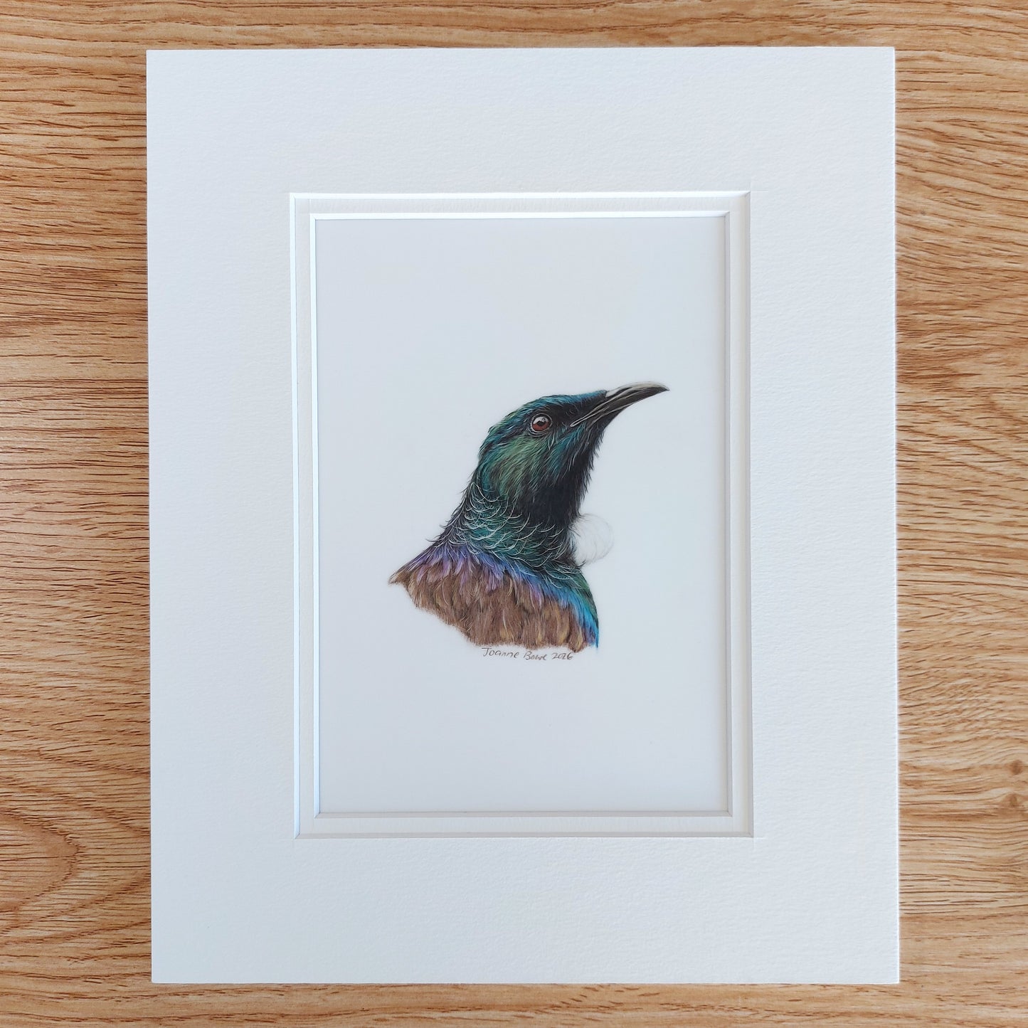 tui drawing matted and ready to frame