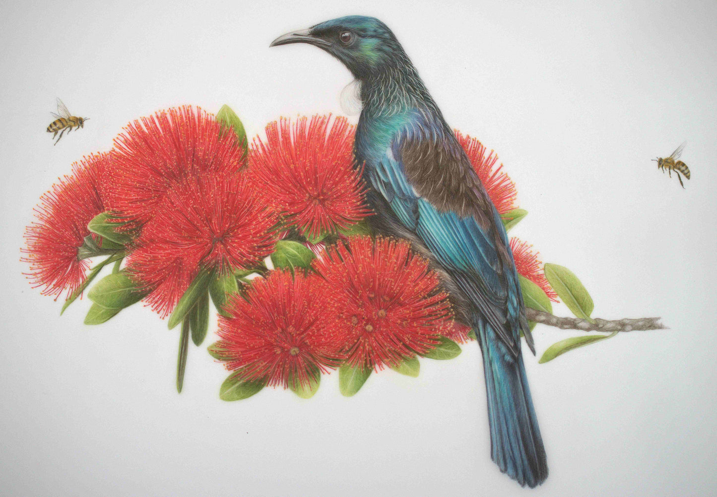 Tūī surrounded by red pōhutukawa flowers in original New Zealand artwork