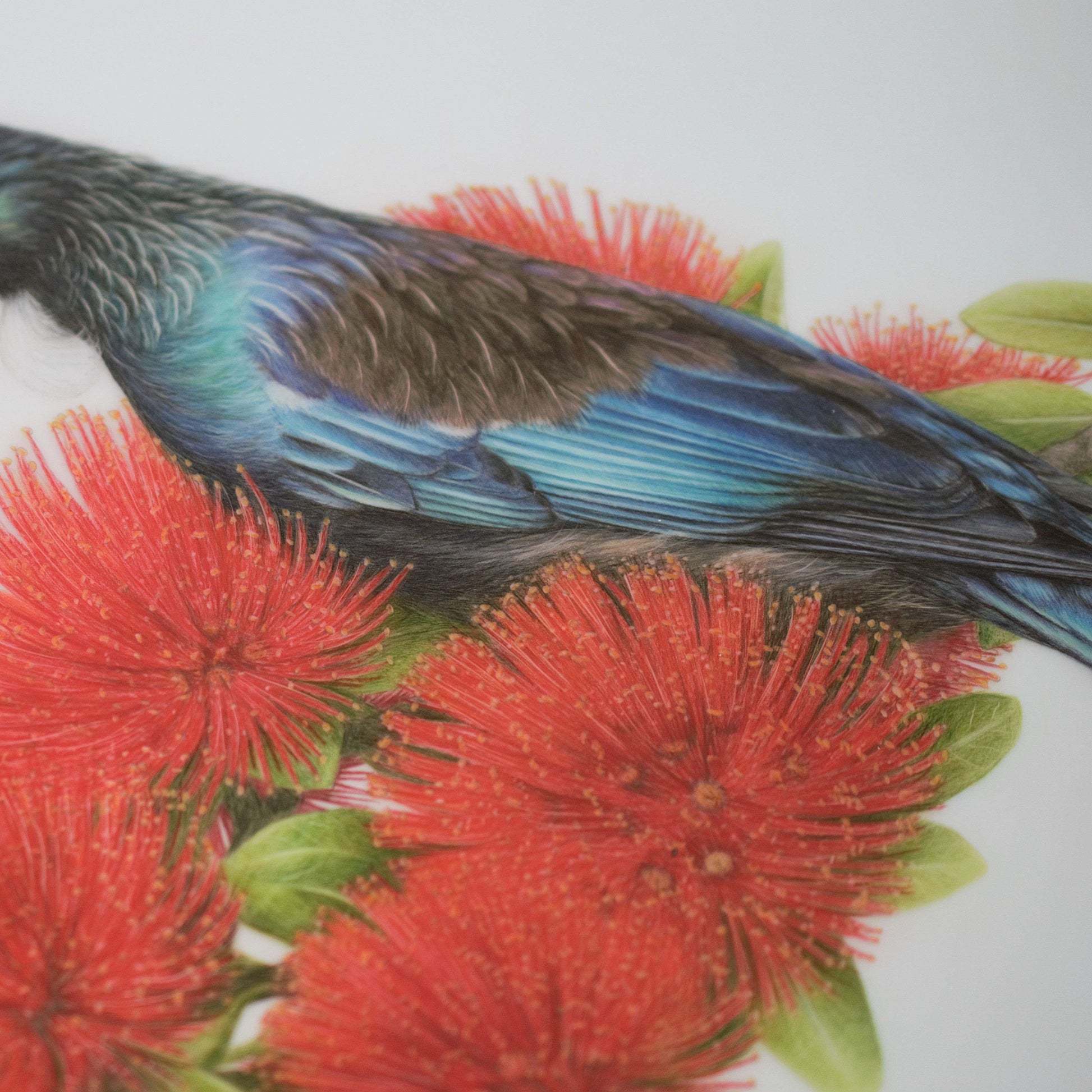 Close-up detail of tūī feathers in coloured pencil