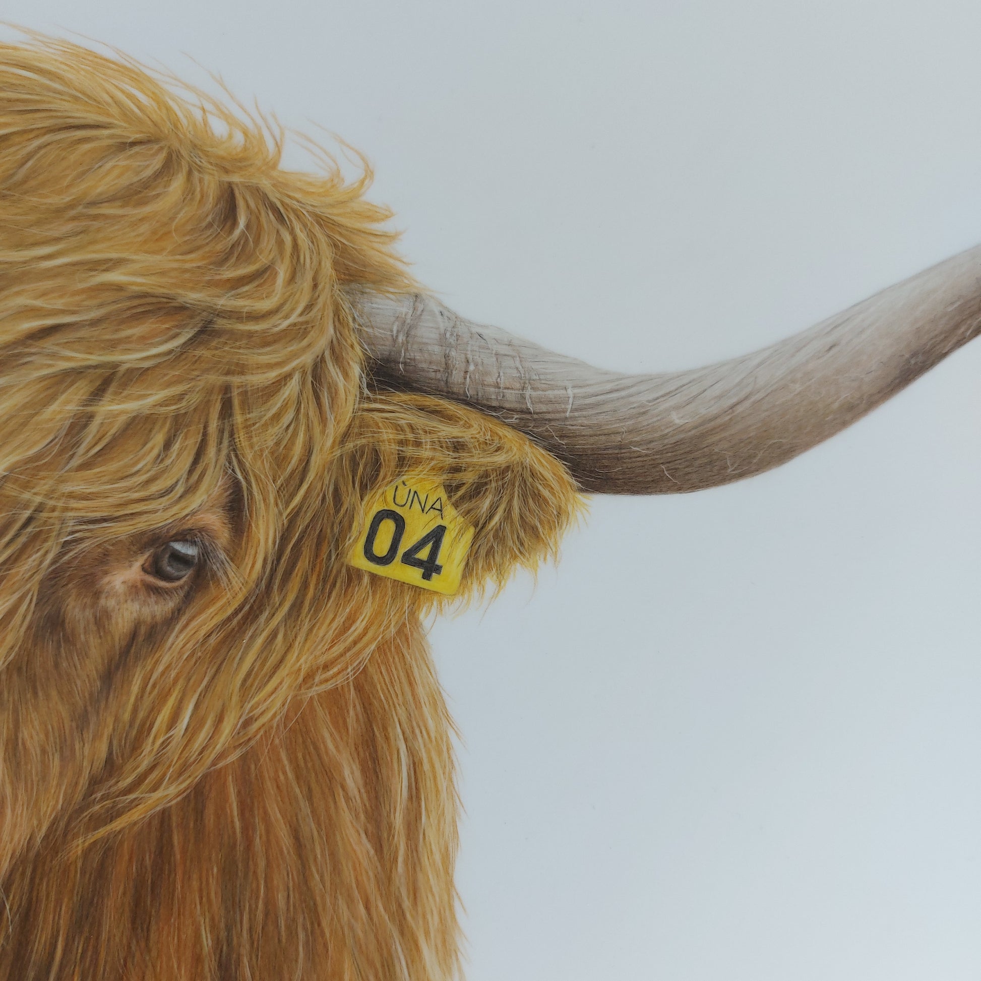 highland cow art, colour pencil drawing artwork by joanne bowe