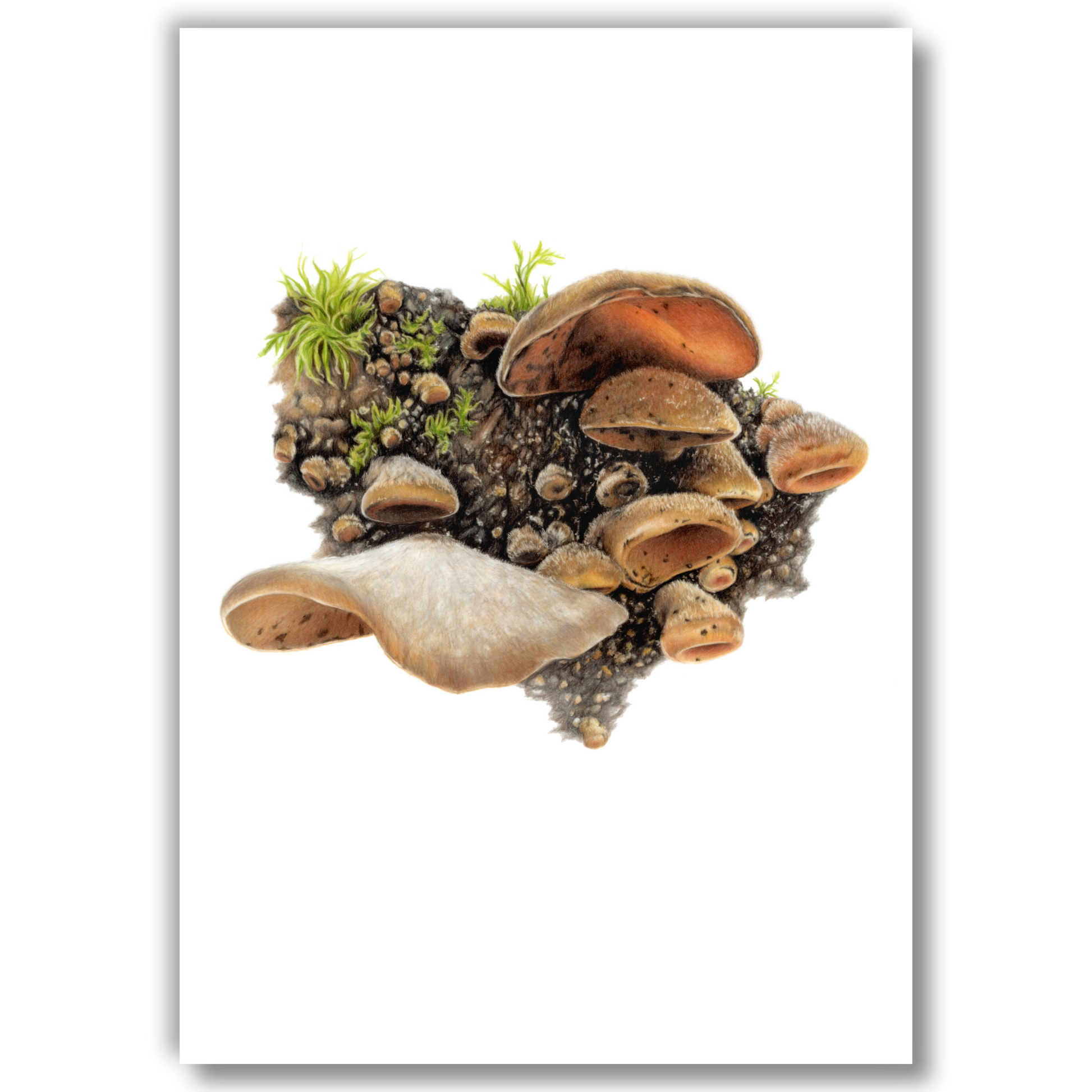 Open edition fine art print of wood ear fungi, reproduced from the original artwork by the artist.