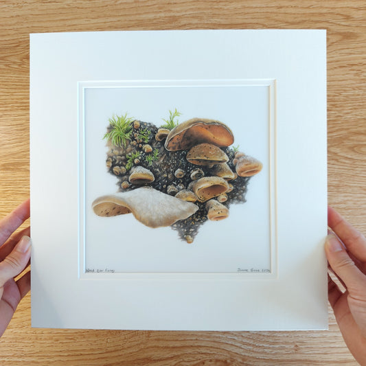 wood ear fungi original drawing