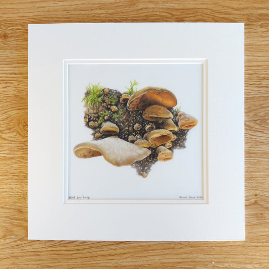 wood ear fungi original drawing