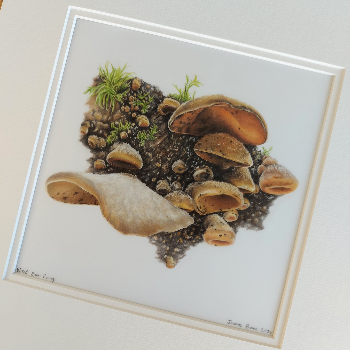 wood ear fungi original drawing