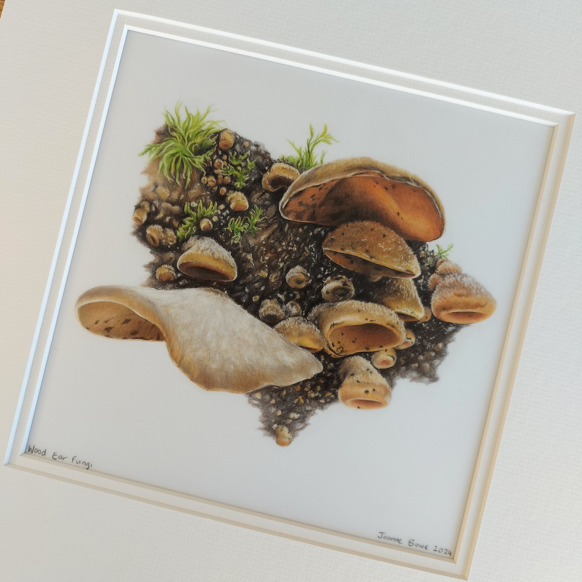 wood ear fungi original drawing