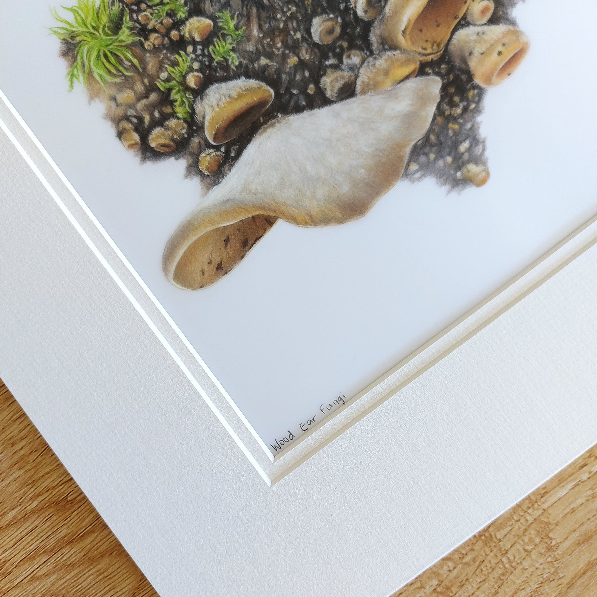wood ear fungi original drawing
