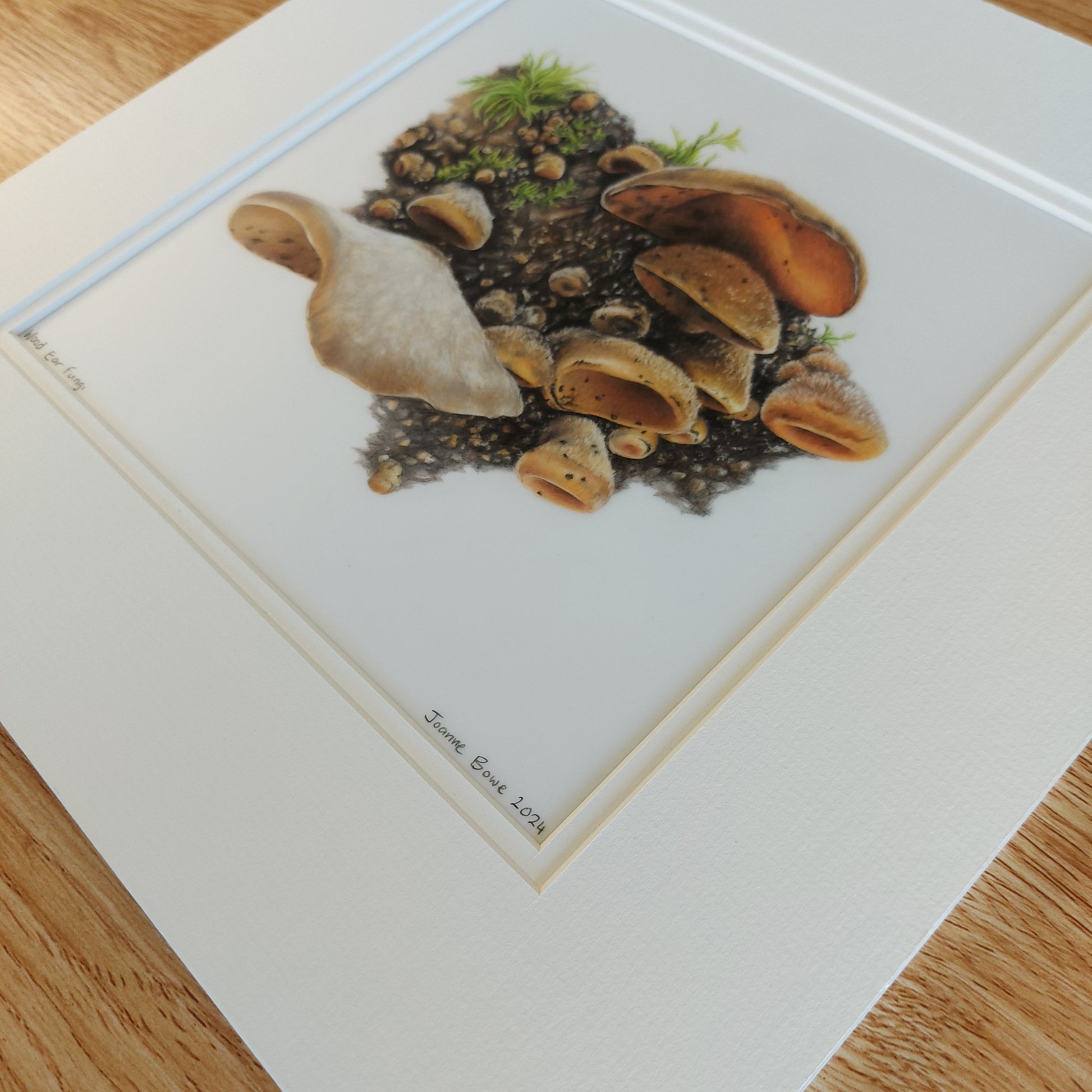 wood ear fungi original drawing