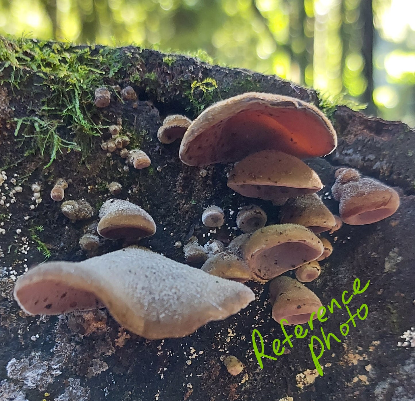wood ear fungi photo
