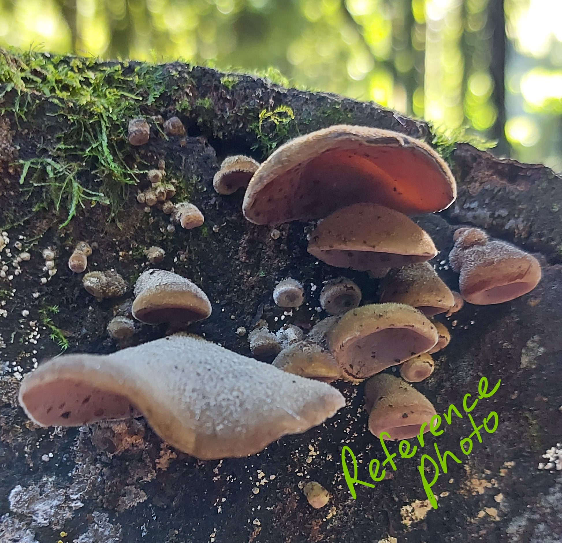 wood ear fungi photo