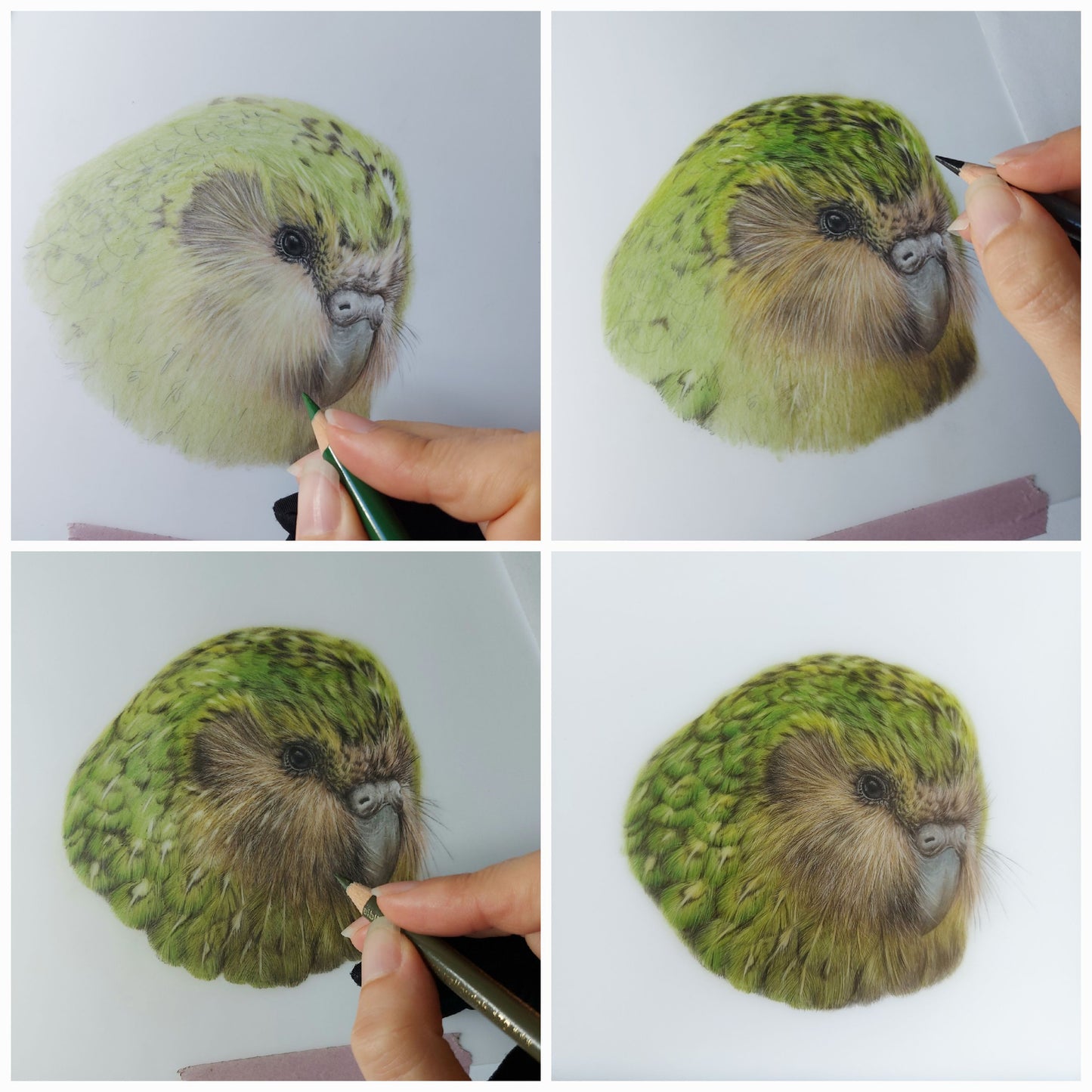 a collage of work in progress pictures of a kakapo coloured pencil drawing