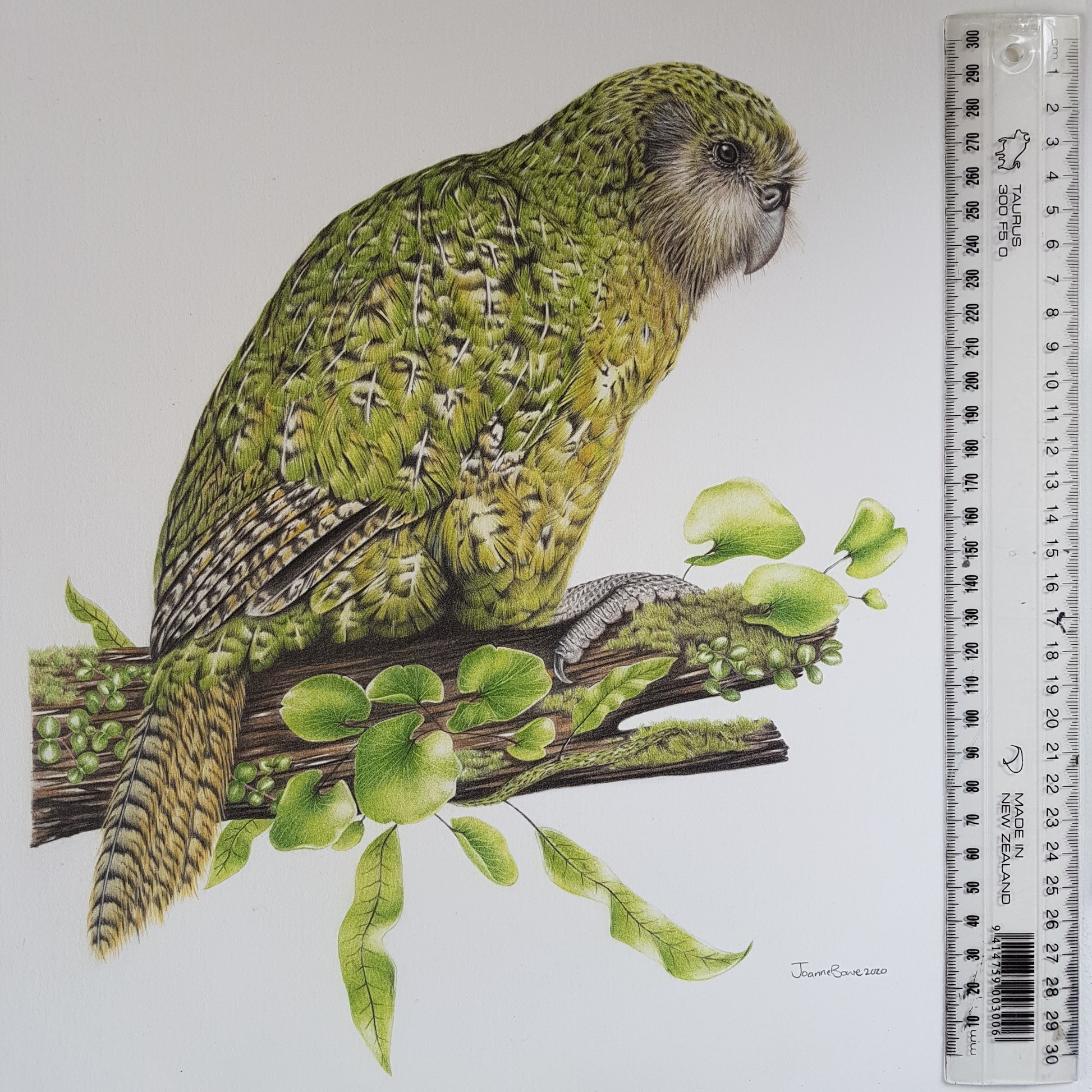 Kākāpō ORIGINAL - Joanne Bowe | New Zealand Artist