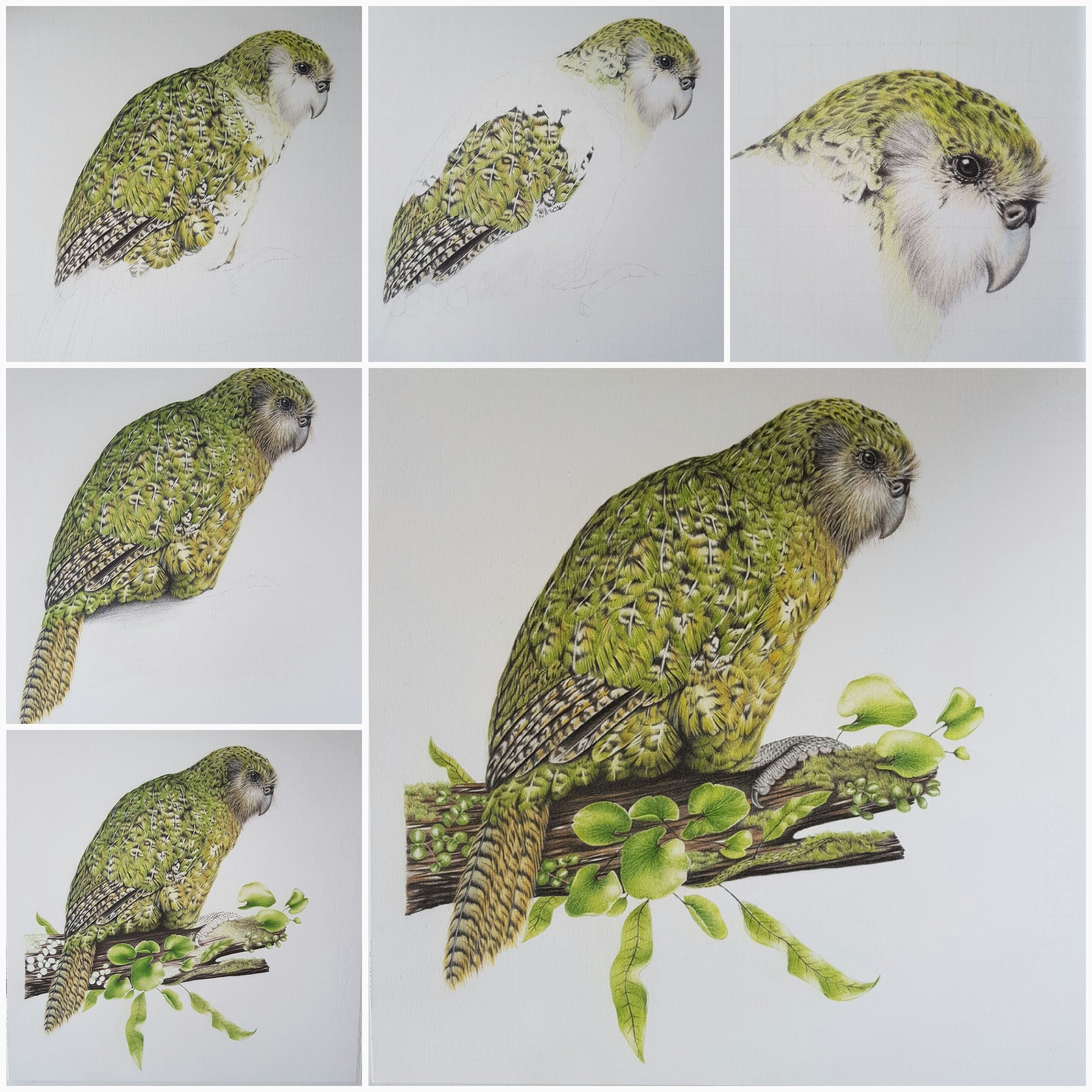Kākāpō ORIGINAL - Joanne Bowe | New Zealand Artist