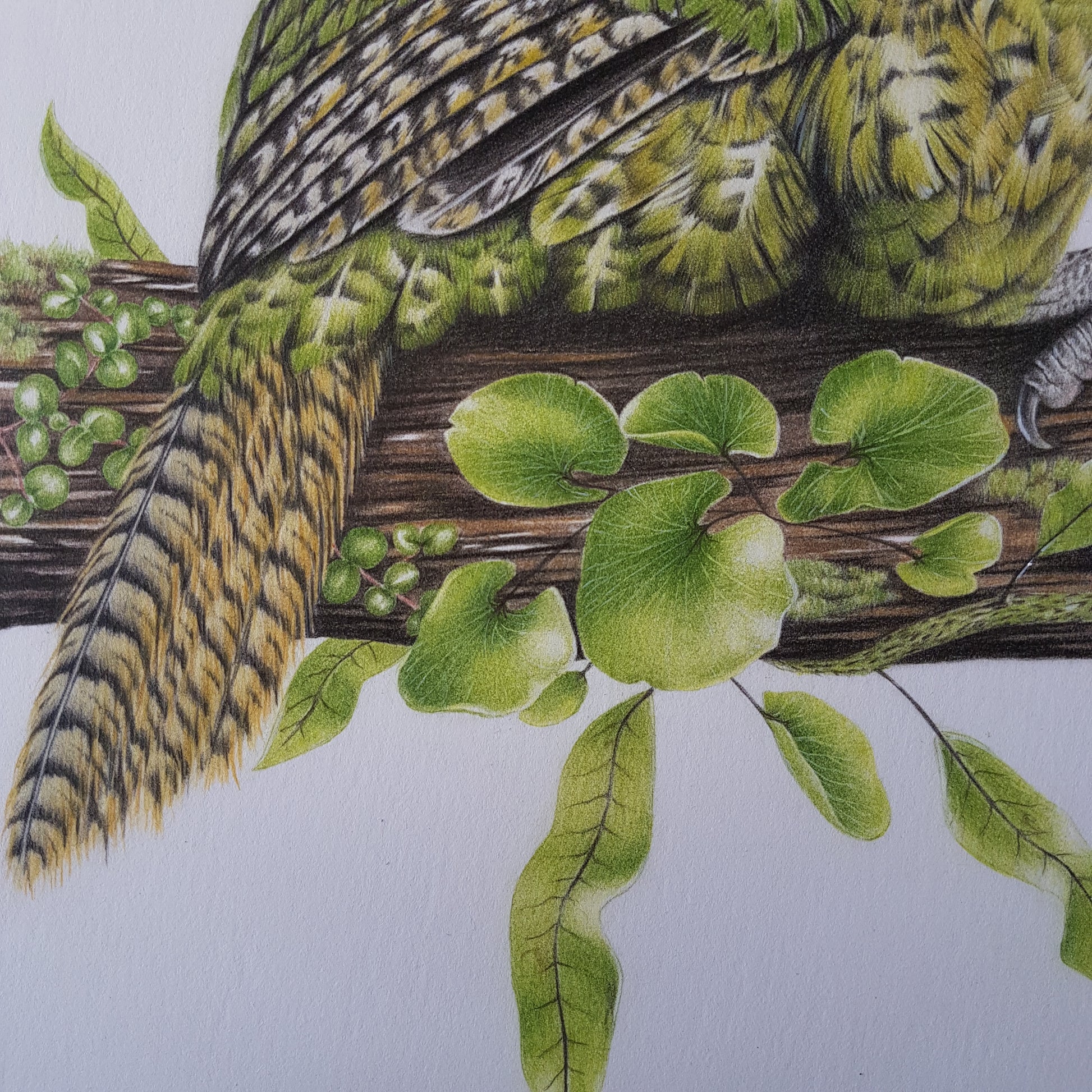 Kākāpō ORIGINAL - Joanne Bowe | New Zealand Artist