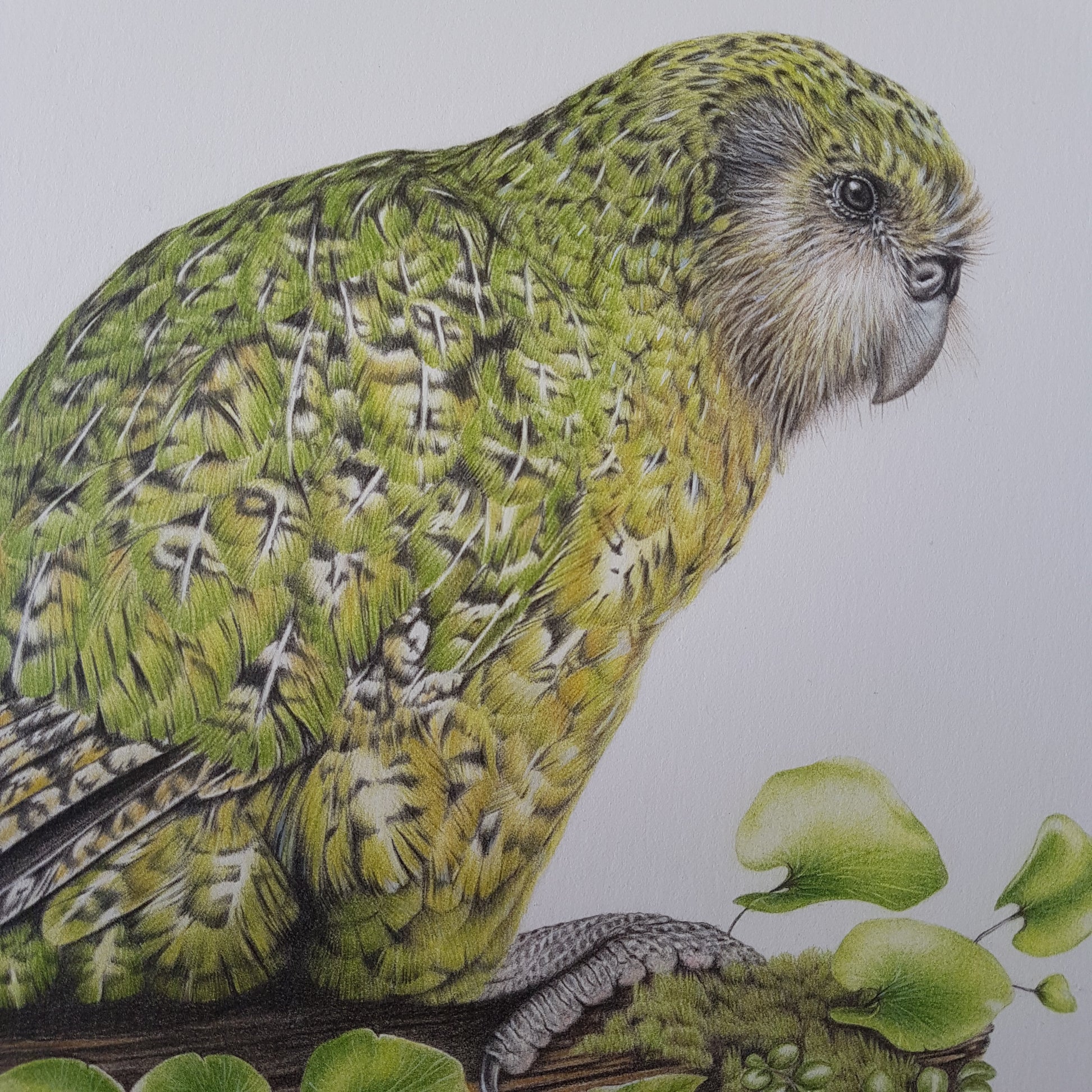 Kākāpō ORIGINAL - Joanne Bowe | New Zealand Artist