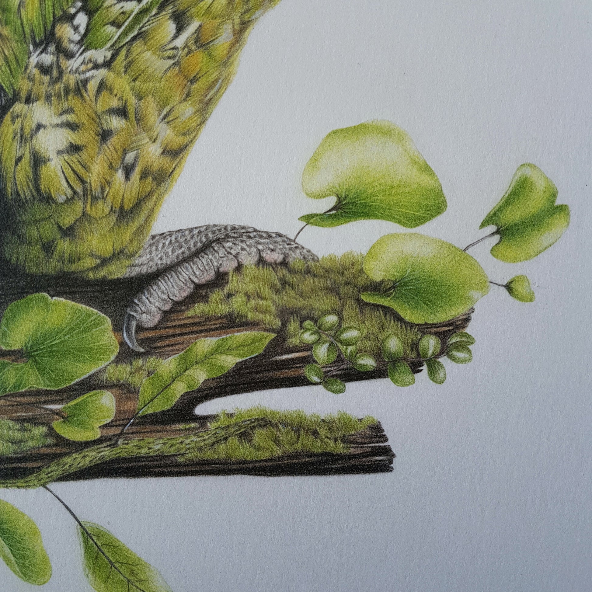 Kākāpō ORIGINAL - Joanne Bowe | New Zealand Artist