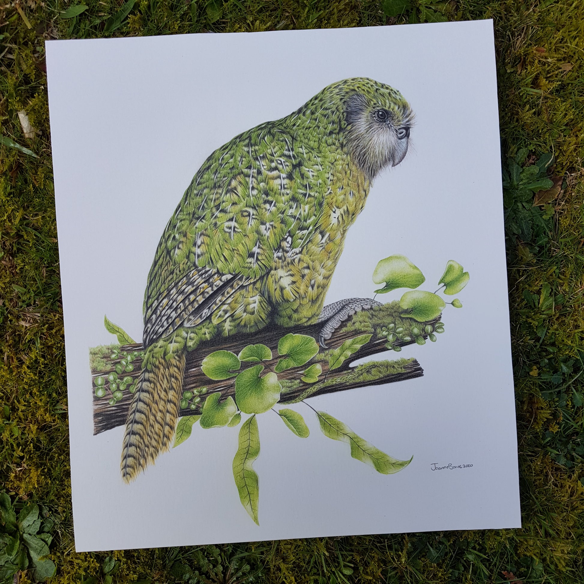 Kākāpō ORIGINAL - Joanne Bowe | New Zealand Artist