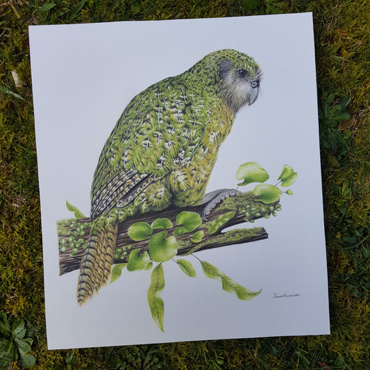 Kākāpō ORIGINAL - Joanne Bowe | New Zealand Artist