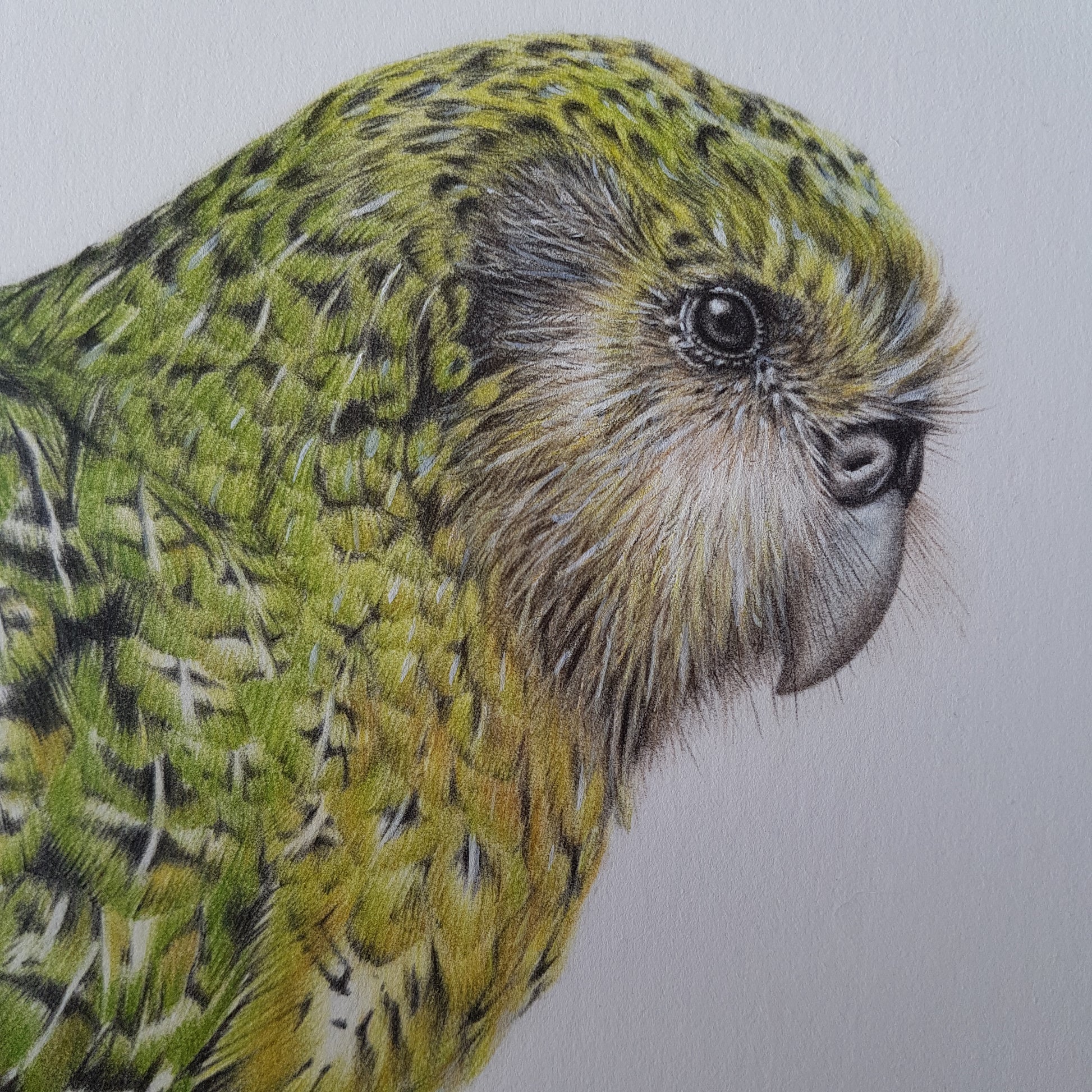 Kākāpō ORIGINAL - Joanne Bowe | New Zealand Artist
