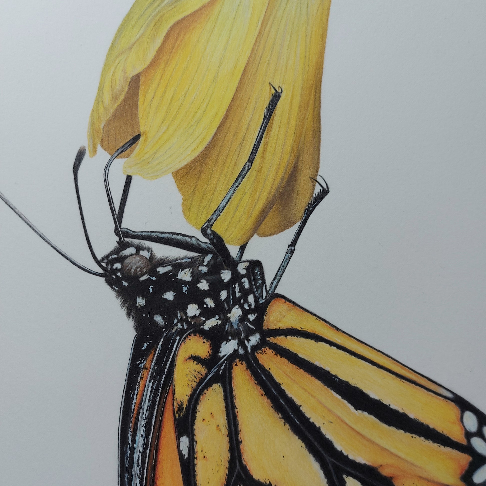 Monarch & Kowhai ORIGINAL - Joanne Bowe | New Zealand Artist