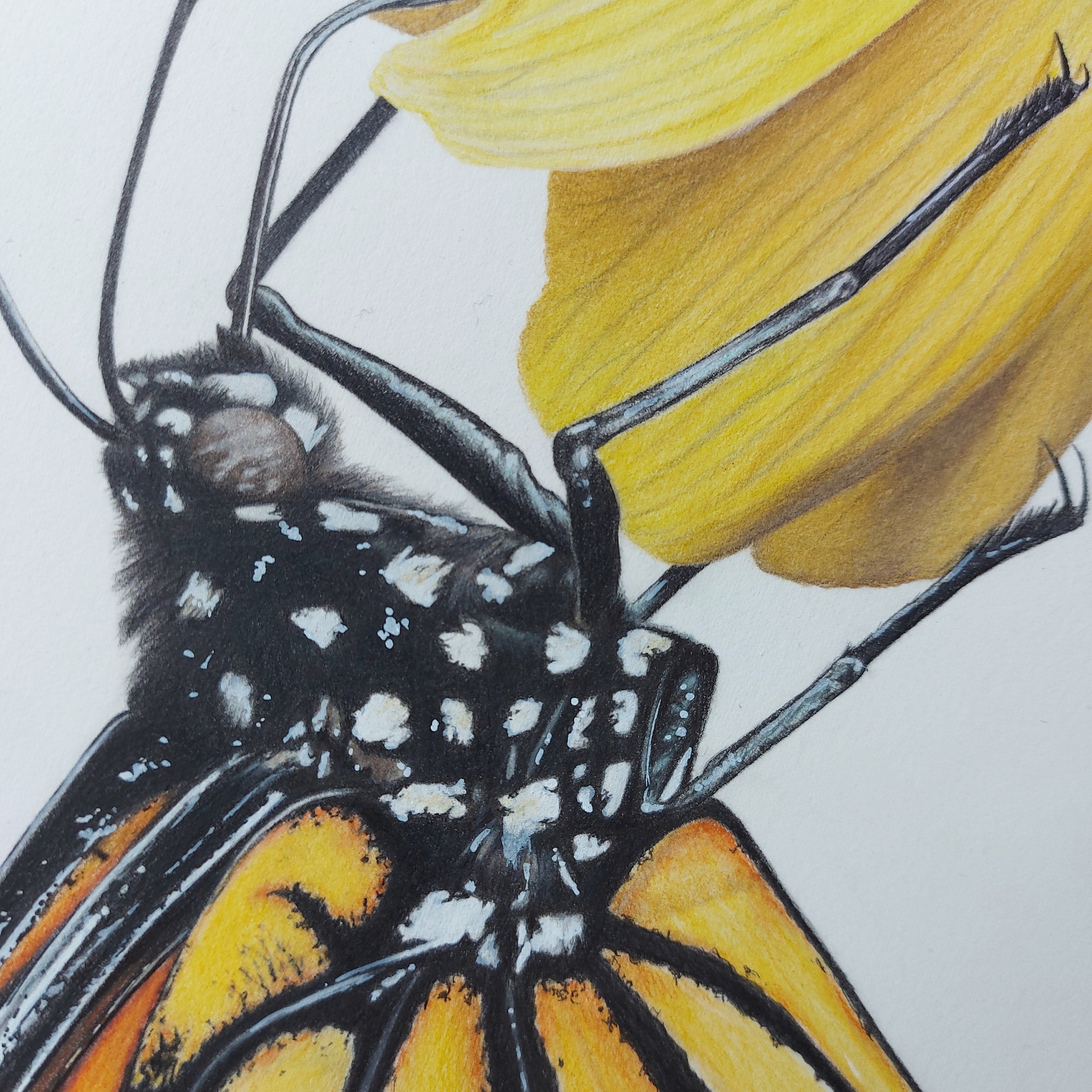Monarch & Kowhai ORIGINAL - Joanne Bowe | New Zealand Artist