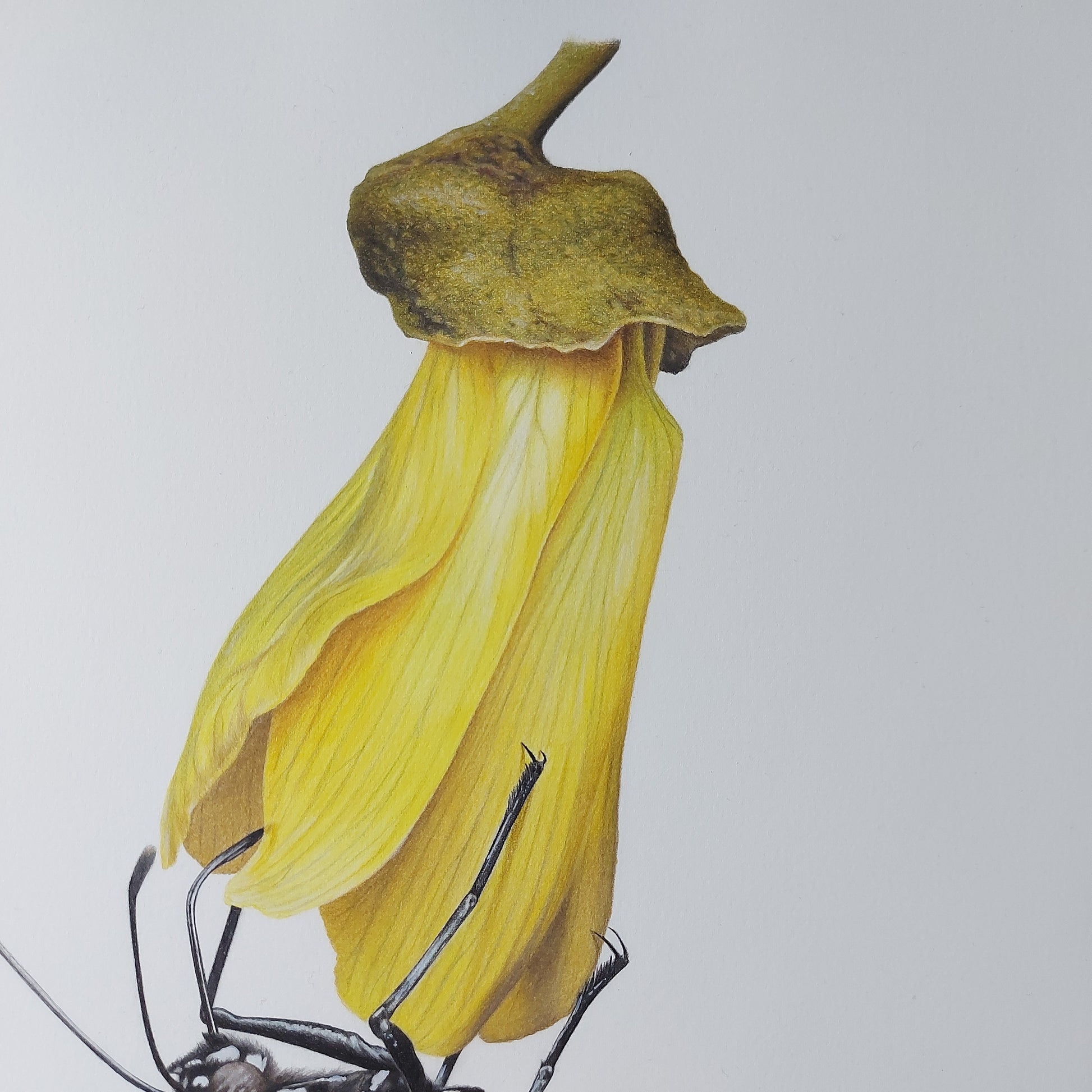 Monarch & Kowhai ORIGINAL - Joanne Bowe | New Zealand Artist