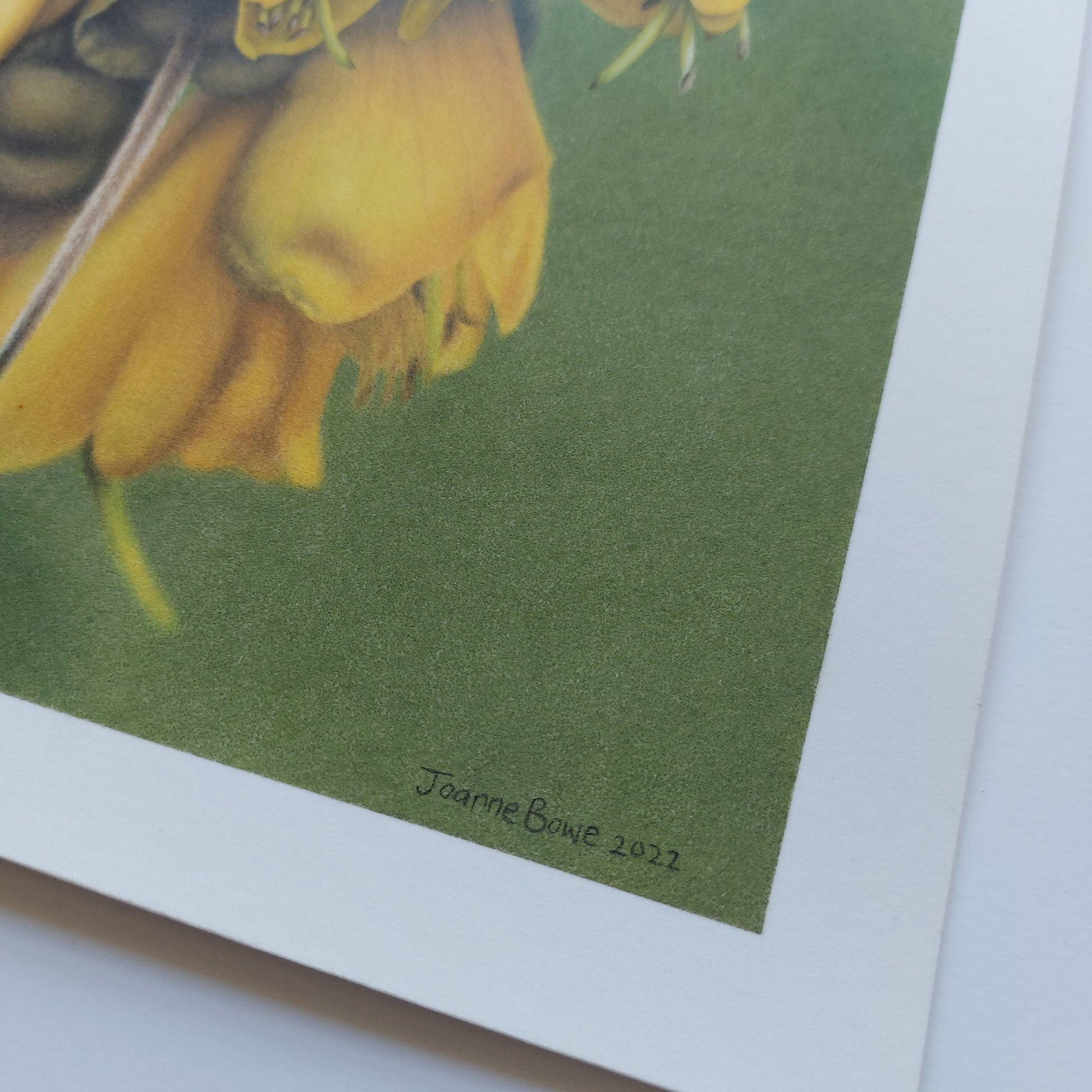 Kōwhai Flowers ORIGINAL - Joanne Bowe | New Zealand Artist