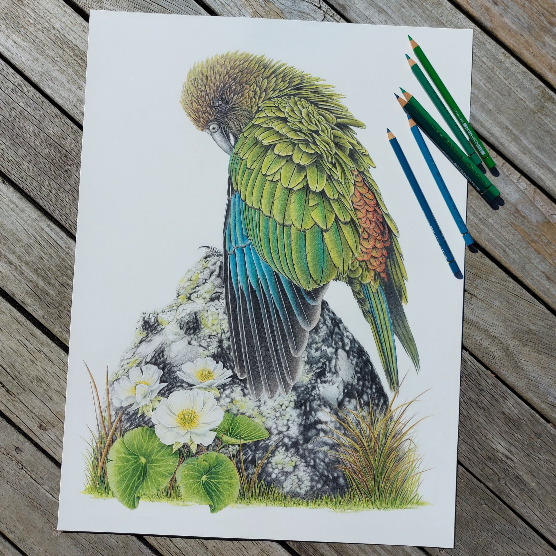 Cheeky Kea ORIGINAL - Joanne Bowe | New Zealand Artist