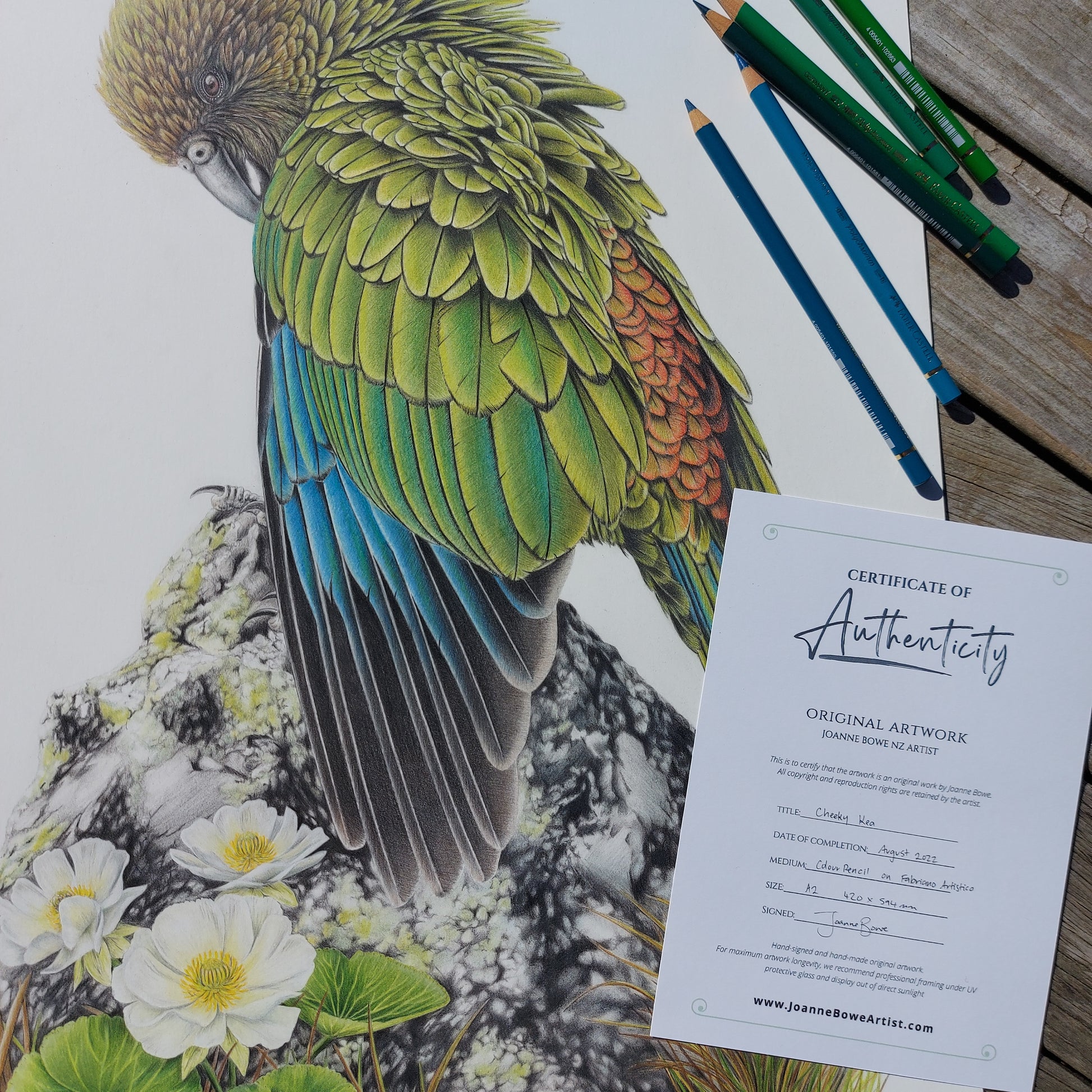 Cheeky Kea ORIGINAL - Joanne Bowe | New Zealand Artist