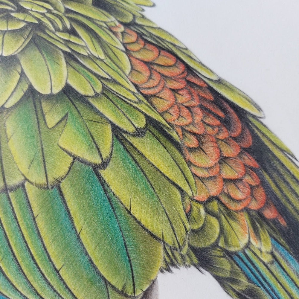 Cheeky Kea ORIGINAL - Joanne Bowe | New Zealand Artist