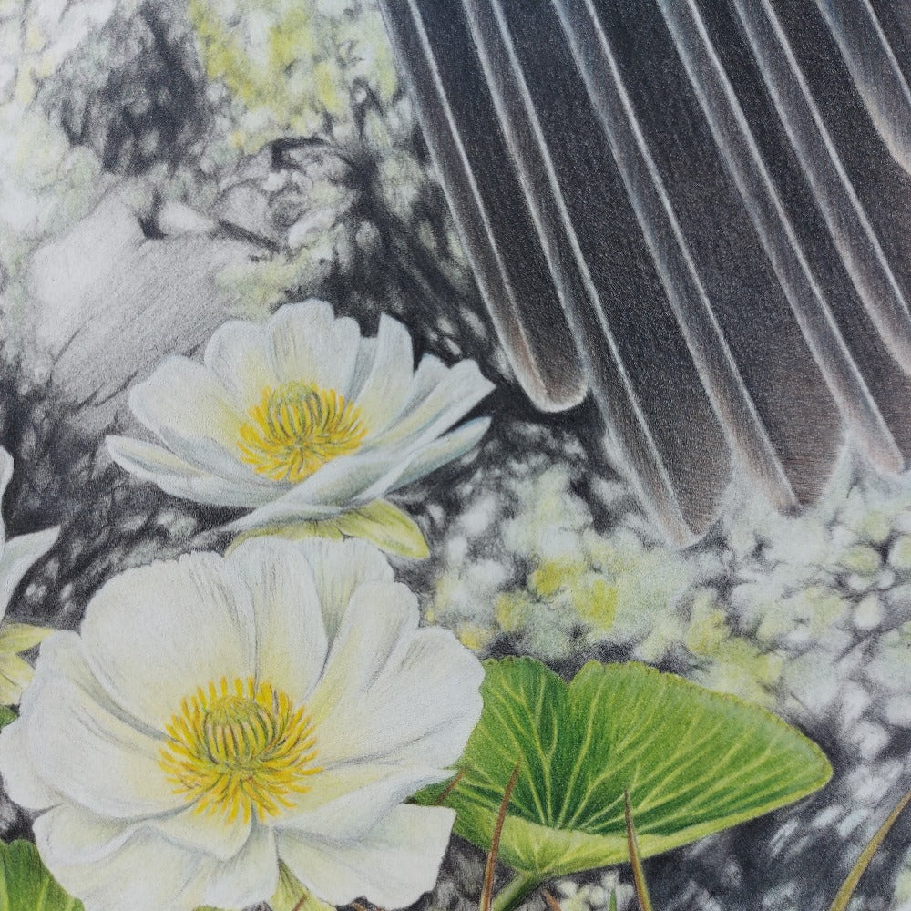 Cheeky Kea ORIGINAL - Joanne Bowe | New Zealand Artist
