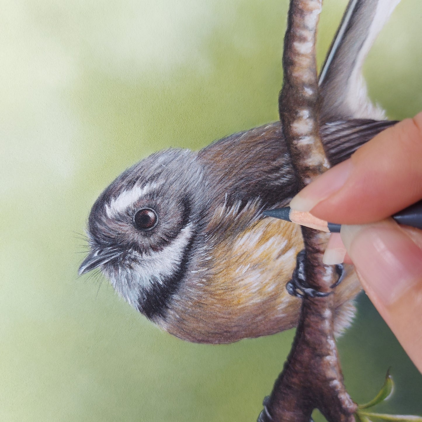 Fantail II ORIGINAL - Joanne Bowe | New Zealand Artist