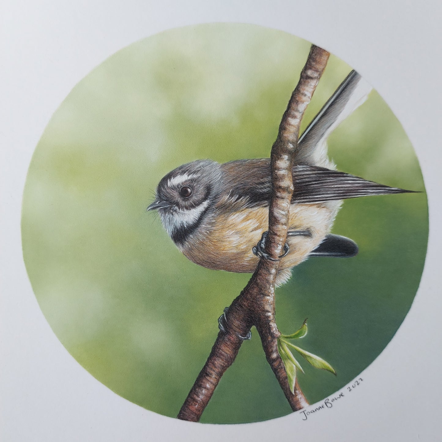 Fantail II ORIGINAL - Joanne Bowe | New Zealand Artist