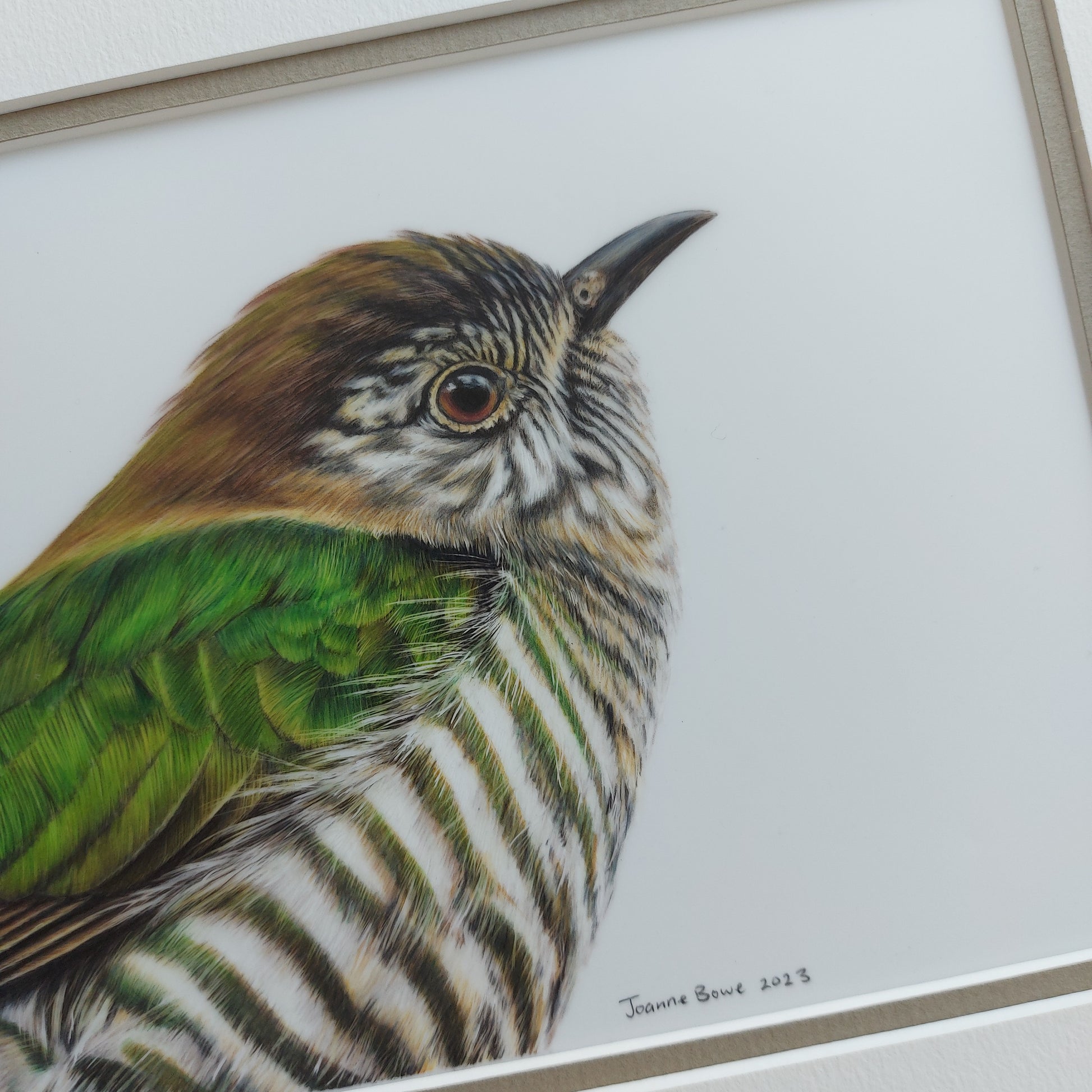 Shining Cuckoo ORIGINAL - Joanne Bowe | New Zealand Artist