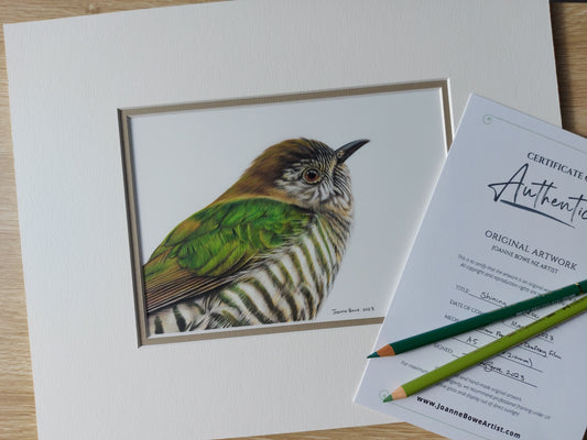 Shining Cuckoo ORIGINAL - Joanne Bowe | New Zealand Artist