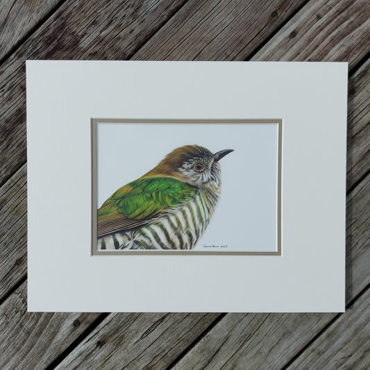 Shining Cuckoo ORIGINAL - Joanne Bowe | New Zealand Artist