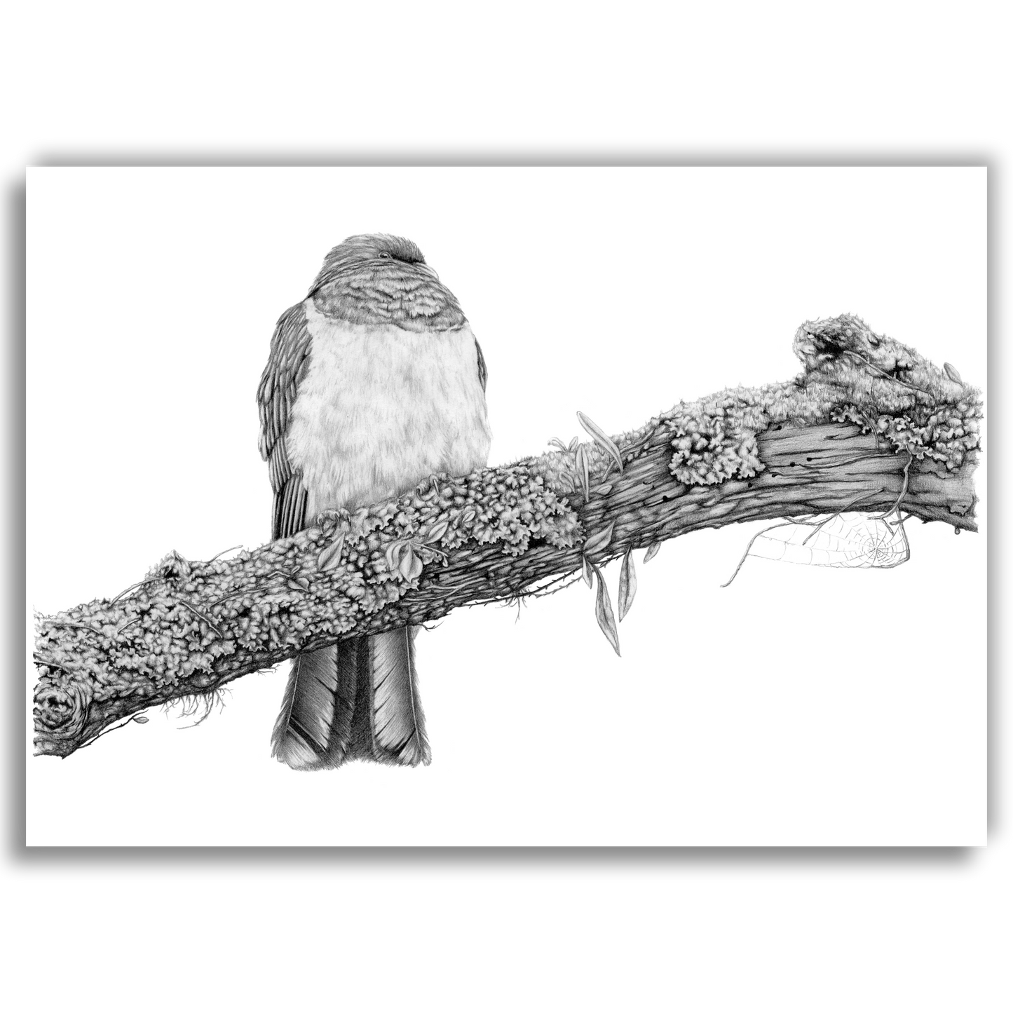 Kereru's Rest