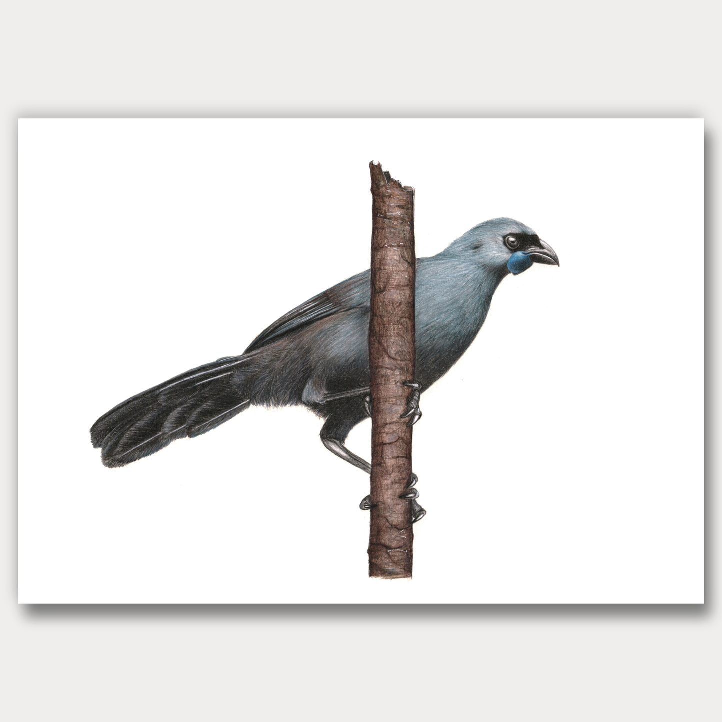 Kokako