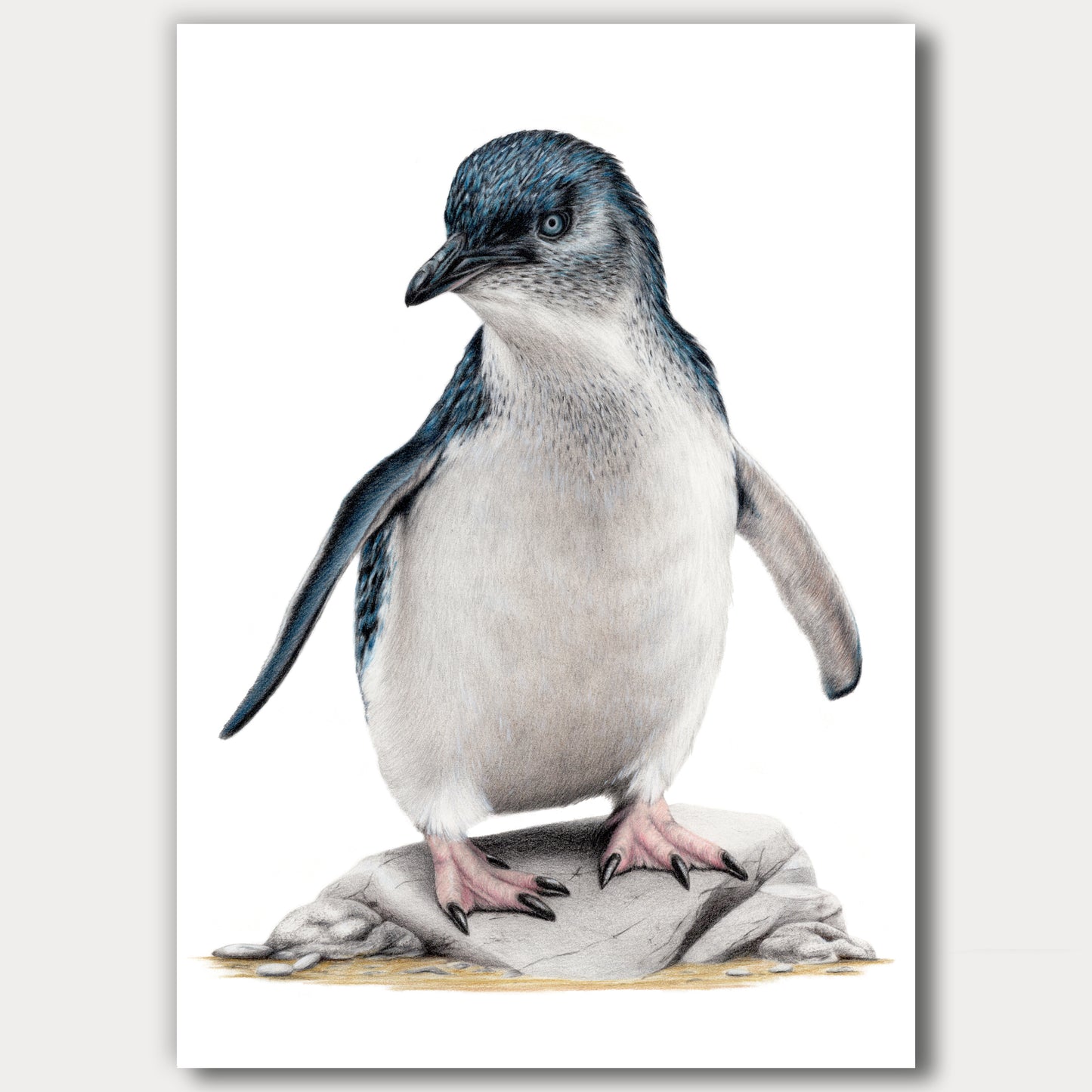 Little Blue Penguin / Kororā