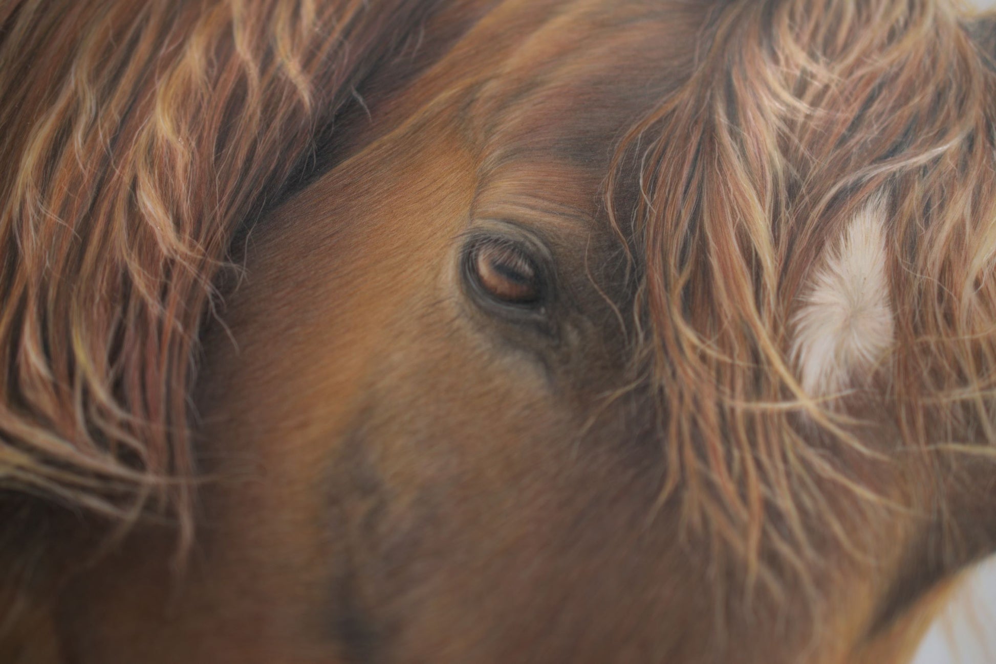 Horse ORIGINAL - Joanne Bowe | New Zealand Artist
