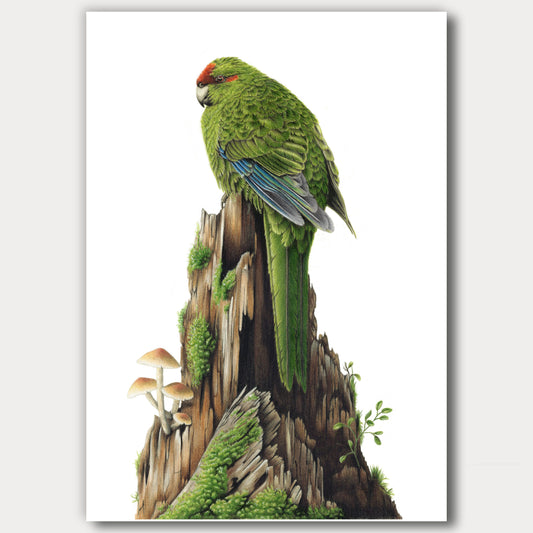 Red-Crowned Kākāriki / Parakeet